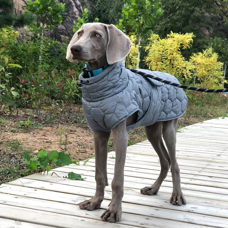 Dog wearing a gray quilted coat standing on a wooden path with greenery in the background