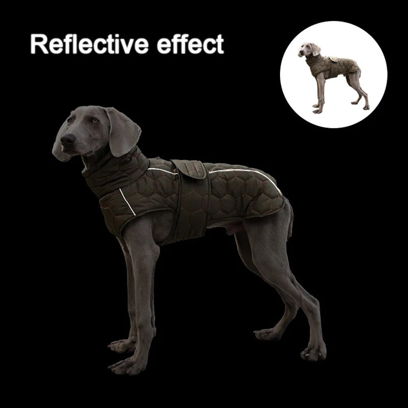Dog wearing a reflective jacket with inset showing reflective effect on black background